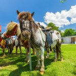 Pony at Bulahdelah Festival